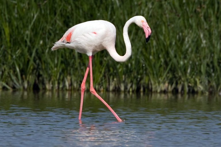 birdwatching huelva costa de la luz
